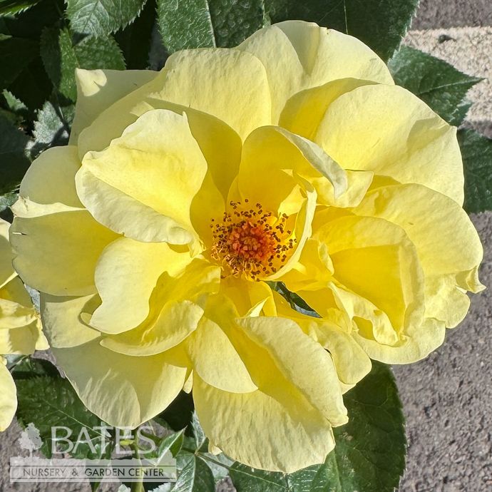 #3 Rosa Sunsprite/ Yellow Floribunda Rose - No Warranty