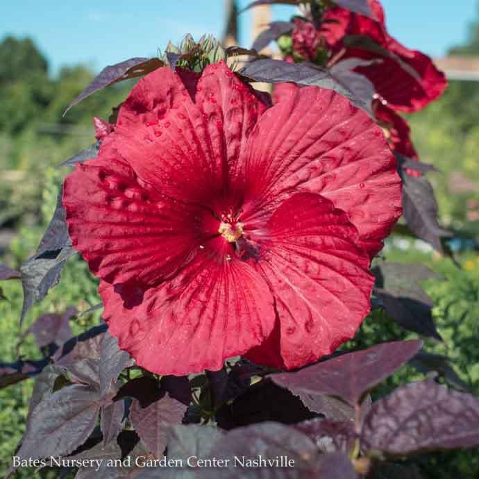 #1 Hibiscus x PW Summerific &#39;Holy Grail&#39;/ Deep Scarlet Red Hardy