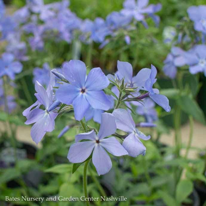 #1 Phlox div Blue Moon/ Woodland Native (TN)