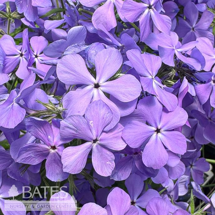 #1 Phlox div AB Blue Moon/ Woodland Native (TN)