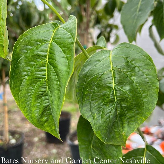 #7 Cornus florida Spring Grove/ White Flowering Dogwood Native (TN)