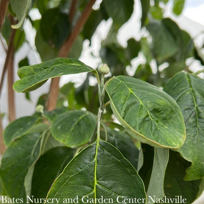 #7 Cornus florida Spring Grove/ White Flowering Dogwood Native (TN)