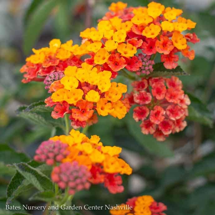 Tropical Topiary Patio Tree #3 Lantana Tangerine/ Orange - No Warranty
