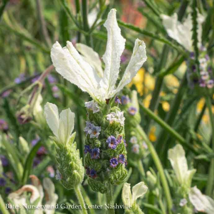 #1 Lavandula Javelin 'Forte White'/ Lavender - No Warranty