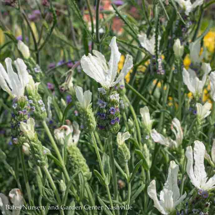 #1 Lavandula Javelin 'Forte White'/ Lavender - No Warranty