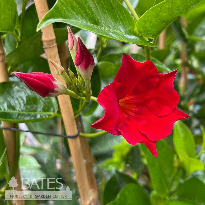 Tropical #1 Mandevilla Tropical Breeze &#39;Velvet Red&#39; - No Warranty
