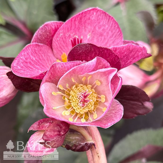 #1 Helleborus Ice N&#39; Roses &#39;Brunello&#39;/ Lenten Rose
