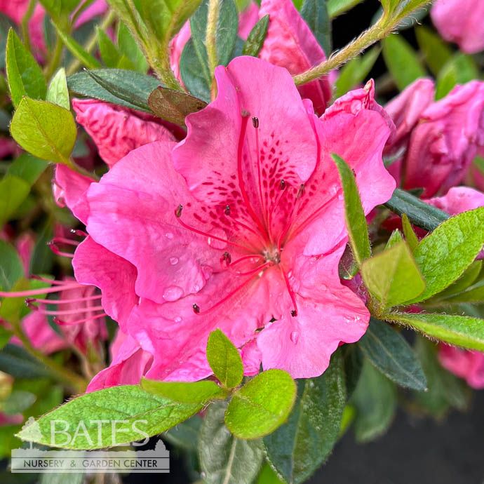 #3 Azalea x Girard&#39;s Renee Michelle/ Pink