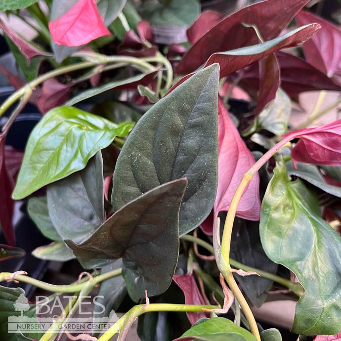 4p! Syngonium Red Arrow / Arrowhead Plant /Nephthytis /Tropical