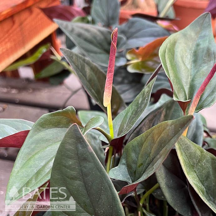 4p! Syngonium Red Arrow / Arrowhead Plant /Nephthytis /Tropical