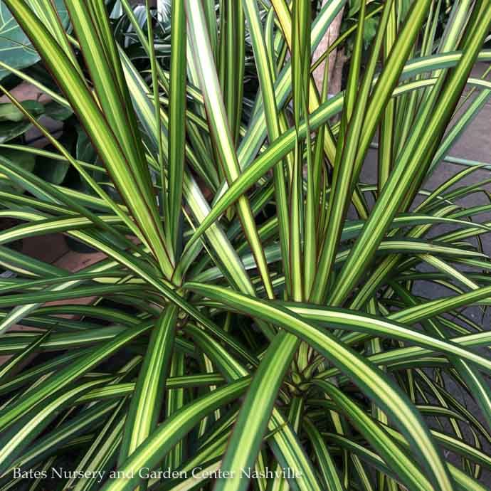 10p! Dracaena Kiwi Staggard Cane 3ppp /Tropical