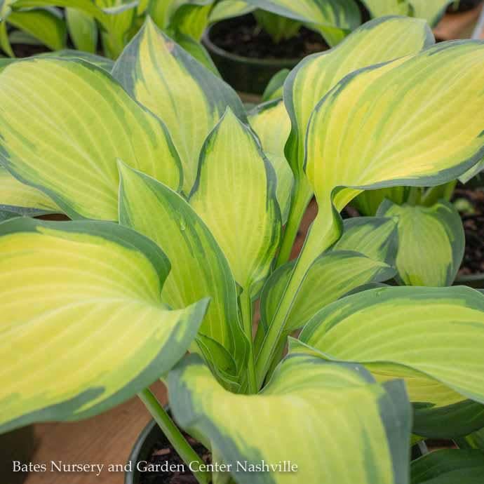 #1 Hosta Orange Marmalade