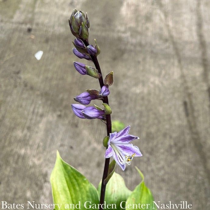 #1 Hosta Gooseberry Sundae/ Dark Green w/ Purple-Red Petiole