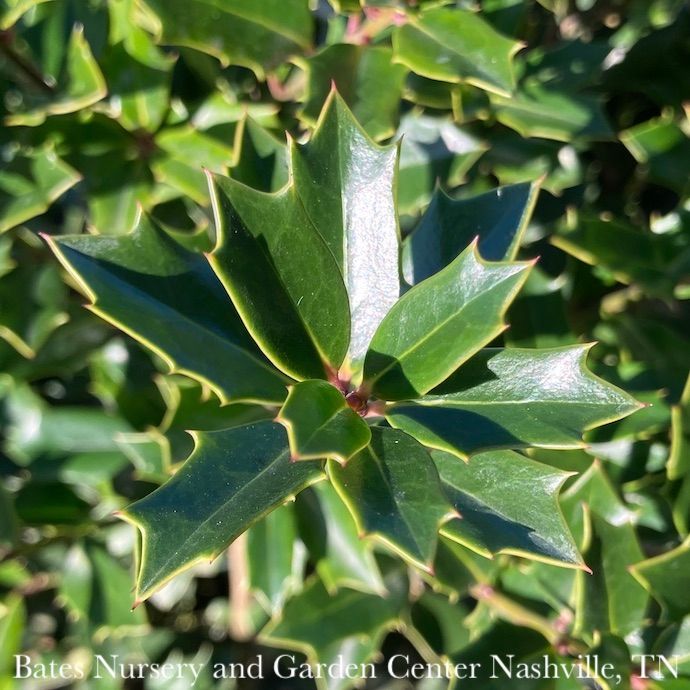 #15 Ilex x Christmas Jewel/ Holly (self-fertile)