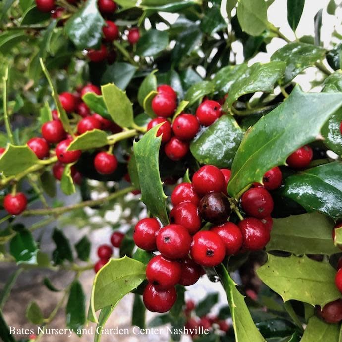 #7 Ilex x Christmas Jewel/ Holly (self-fertile)