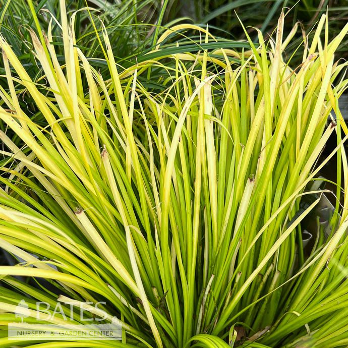 4p Grass Acorus gram Minimus Aureus/ Dwarf Golden Sweet Flag