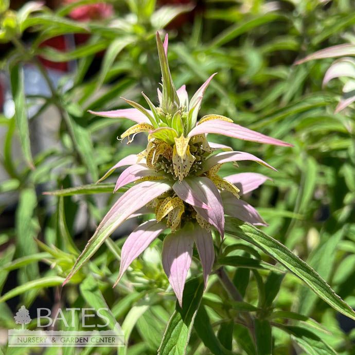 #1 Monarda pun Beebop/ Yellow, Purple Beebalm Native (TN)