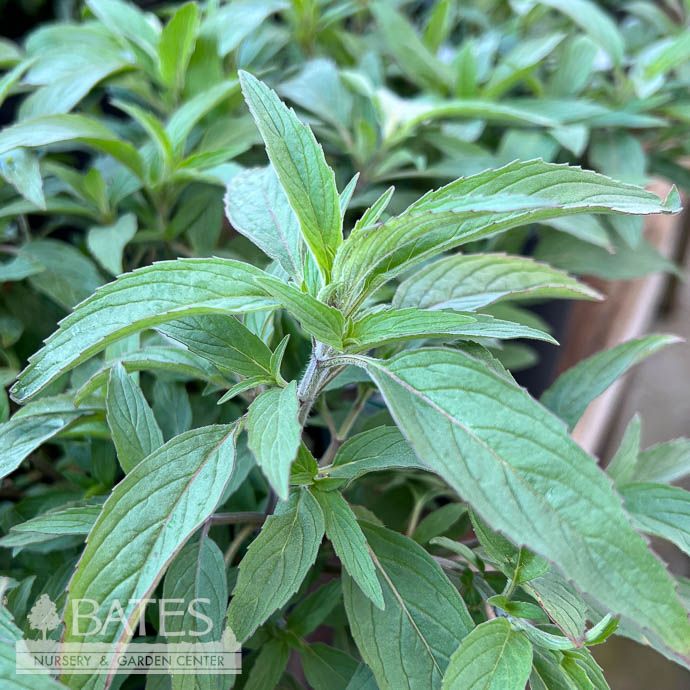 #1 Monarda pun Beebop/ Yellow, Purple Beebalm Native (TN)