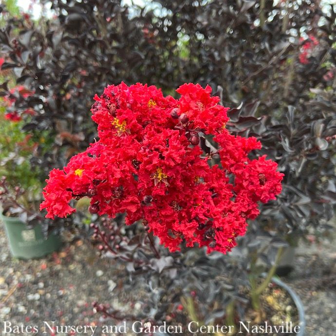 #3 Lagerstroemia Ebony Fire/ Crimson-red Semi-dwarf Crape Myrtle