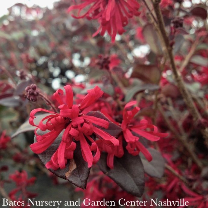 #3 Loropetalum chin Ever Red/ Fringeflower - No Warranty