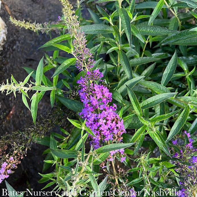 #3 Buddleia Blue Knight/ Butterfly Bush