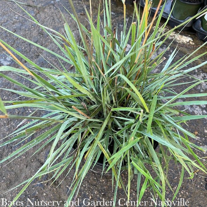 #1 Grass Sorghastrum nutans Sioux Blue/ Blue Indian Grass Native (TN)