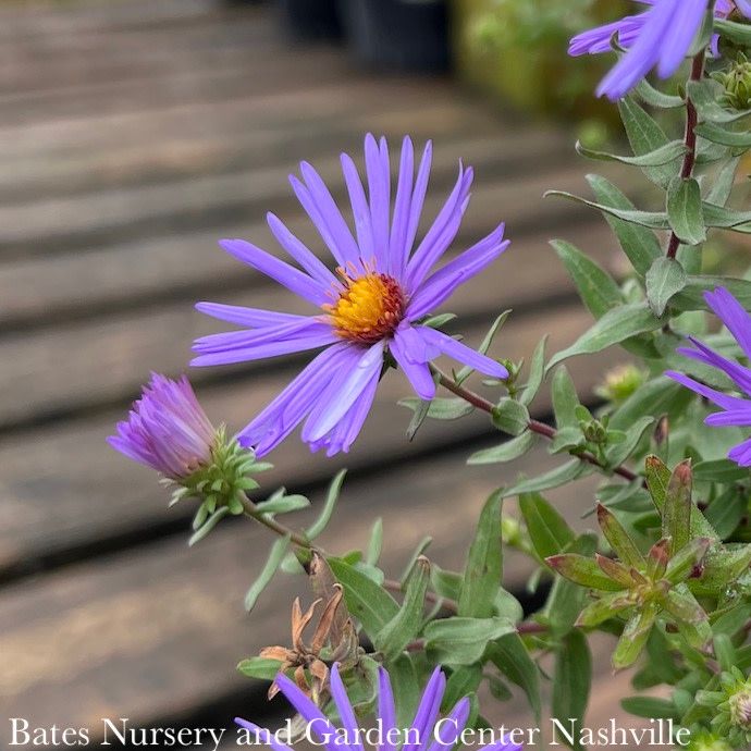 #1 Symphyotrichum oblong October Skies/ Lav-blue Aromatic Compact Aster Native (TN)