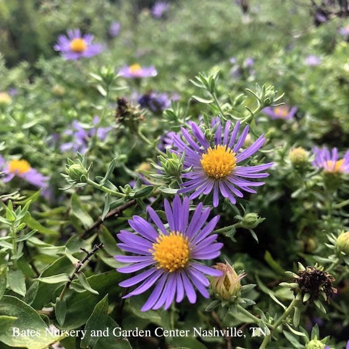 #1 Symphyotrichum oblong October Skies/ Lav-blue Aromatic Compact Aster Native (TN)