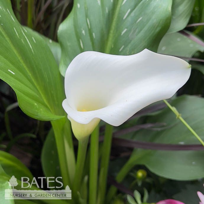 Tropical #2 Zantedeschia Captain White/ Calla Lily