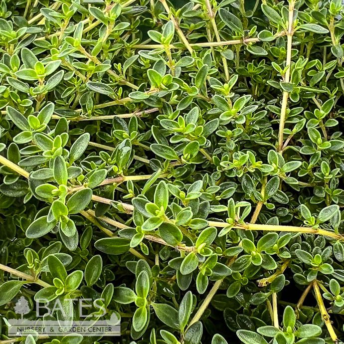 2.5p Thymus praecox Purple Carpet/ Creeping Thyme