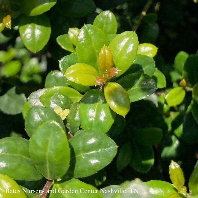 #7 Ilex cren Steeds/ Pyramidal Japanese Holly (female)