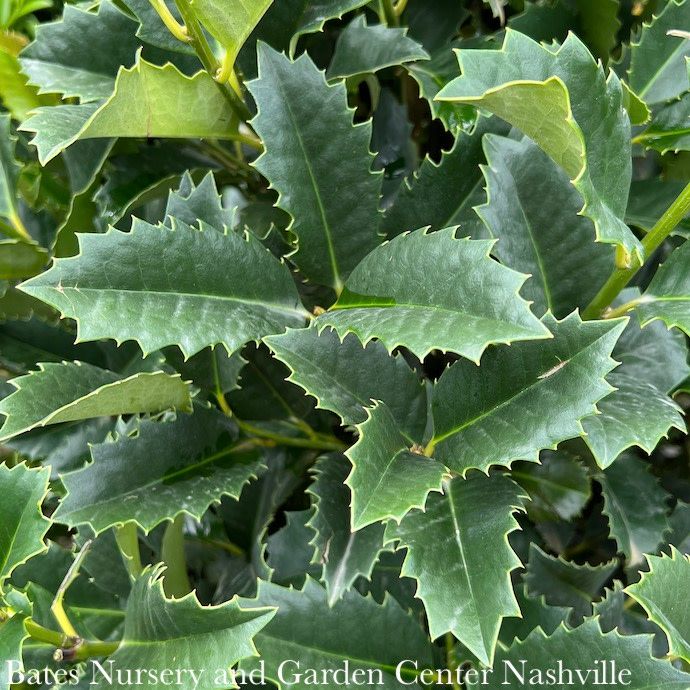 #7 Ilex x My Lady/ Purple Holly