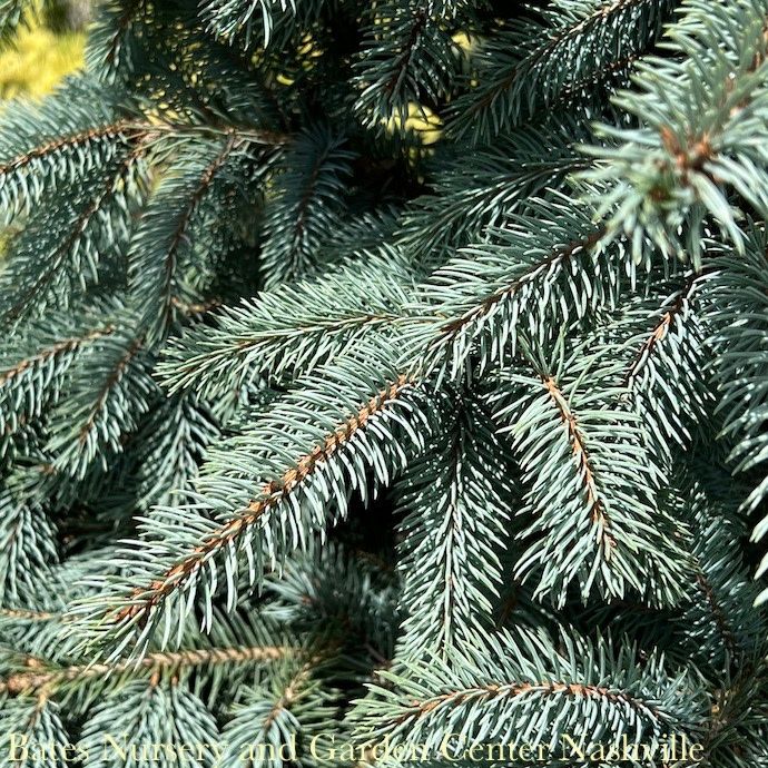 #7 Picea pun Baby Blue EYES/ Dwarf Colorado Blue Spruce