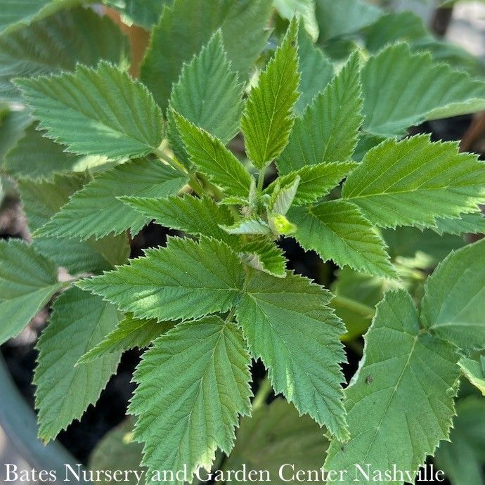 Edible #1 Rubus idaeus Jewel Black/ Raspberry Native (TN)
