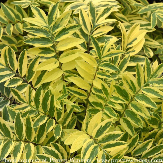 #1 Polemonium pul PW Golden Feathers/ Gold Variegated Jacob&#39;s Ladder