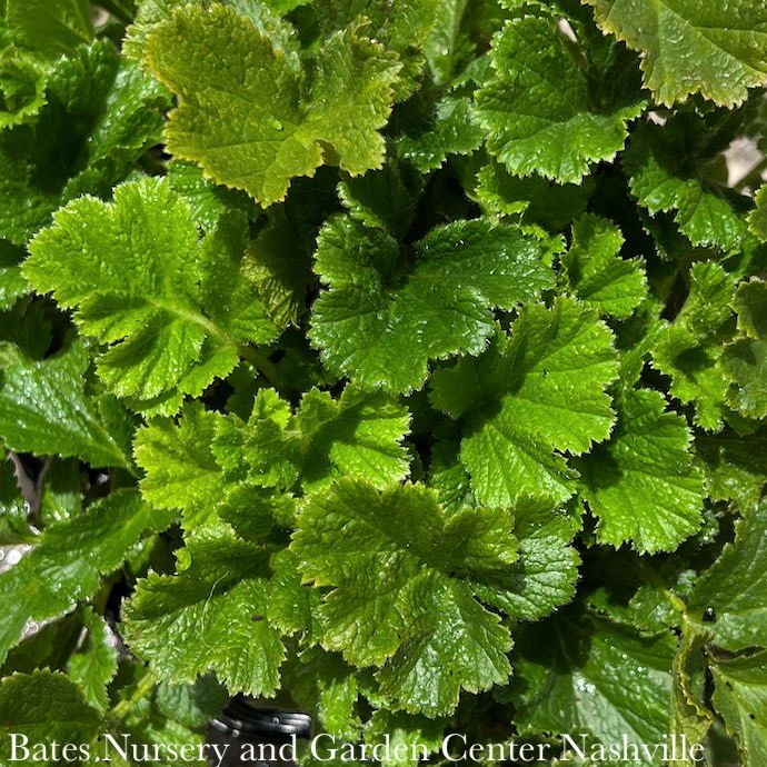 #1 Geum Tequila Sunrise / Apricot Avens