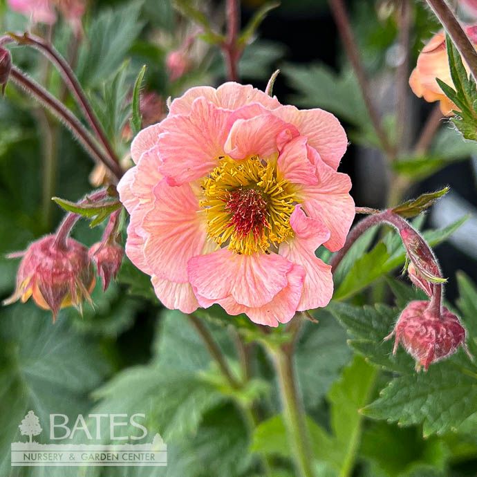 #1 Geum Tequila Sunrise / Apricot Avens