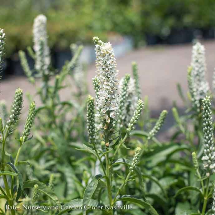 #1 Veronica x PW Magic Show 'White Wands/ Speedwell