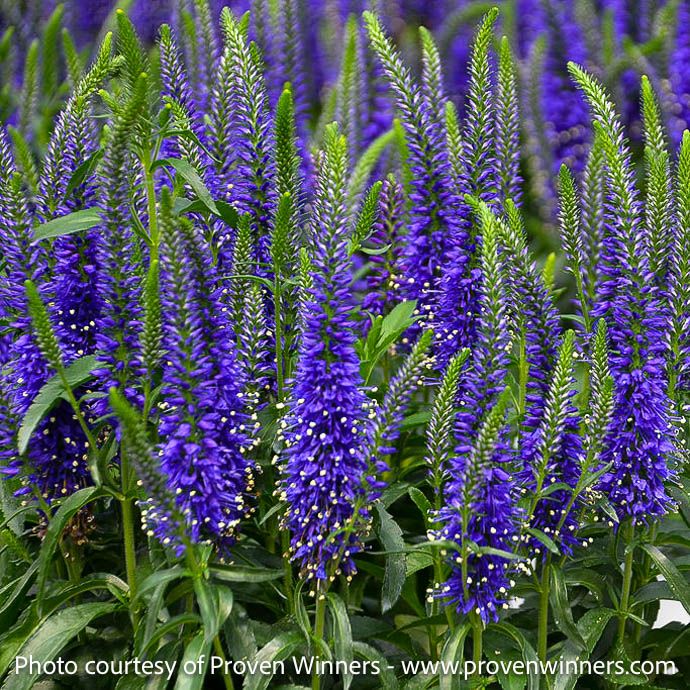 #1 Veronica Wizard of Ahhs/ Purple Speedwell