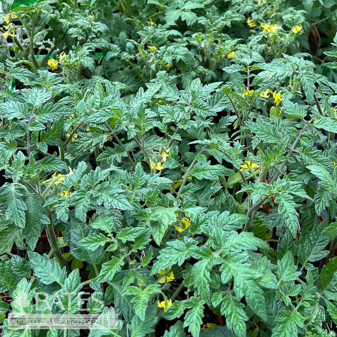 Tomatoes - Please come in to check current varieties and supply! Prices vary.