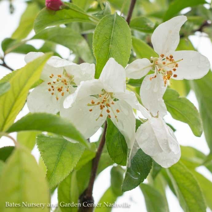 #15 Malus x Spring Snow/ White Crabapple