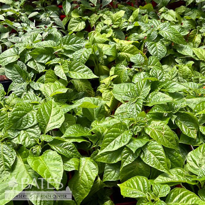 Peppers - Please come in to check current varieties and supply! Prices vary.