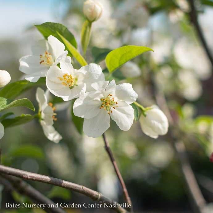 #15 Malus x Snowdrift/ White Crabapple