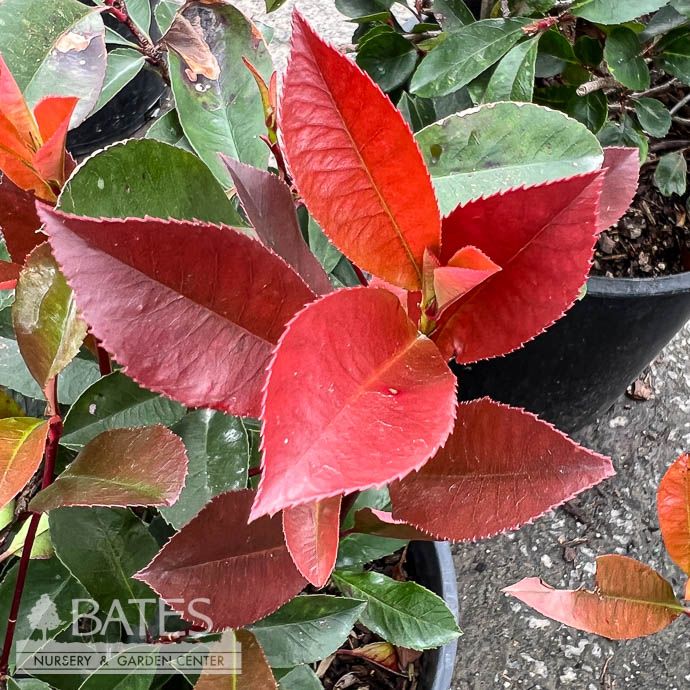 #7 Photinia x fraseri/ Fraser&#39;s Red Tip