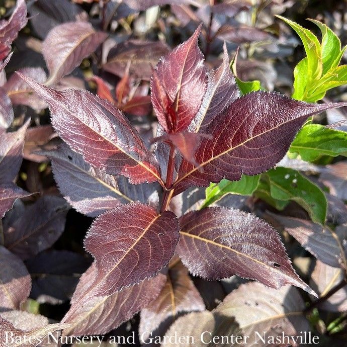 #2 Weigela flor SL Shining Sensation/ Pink
