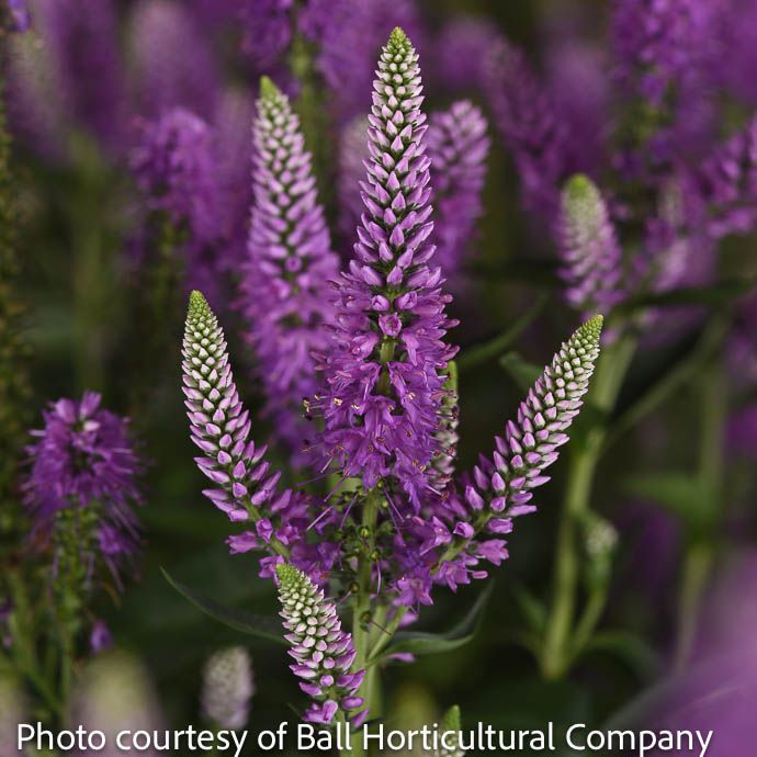 #1 Veronica x Skyward &#39;Lilac&#39;/ Speedwell