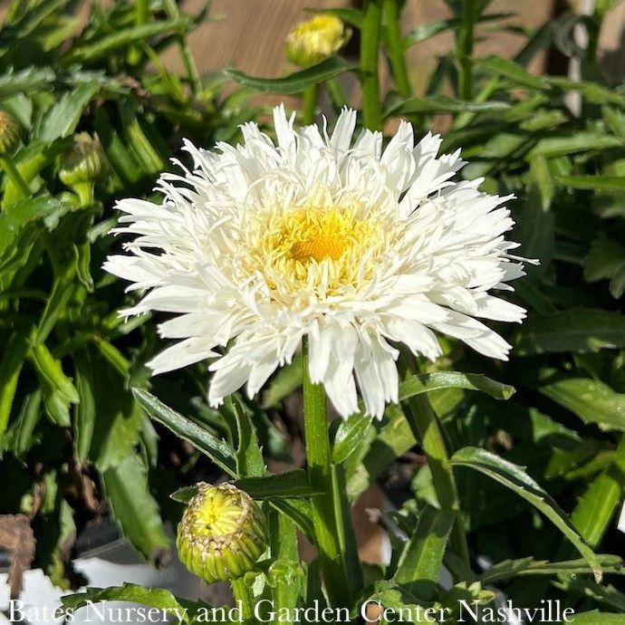 #1 Leucanthemum PW Amazing Daisies &#39;Marshmallow&#39;/ Shasta Daisy