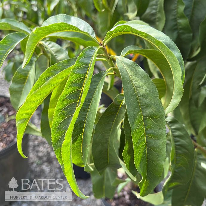 Edible #5 Prunus Hale Haven/ Semi-Dwarf Peach (Self-Fertile)