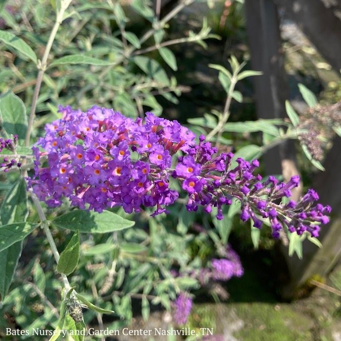 #1 Buddleia dav Nanho Purple/ Butterfly Bush