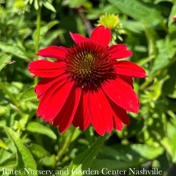 #1 Echinacea x Sombrero &#39;Salsa Red&#39;/ Compact Coneflower